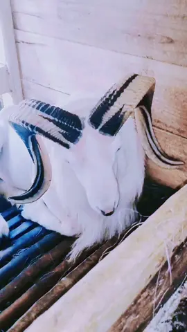 👑ada harga ada kualitas 👑 #viraltiktok  #qualitas  #mewah  #dombakasep 