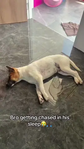 #animalsoftiktok #donpollo #tiktok #memestiktok #foryoupage 