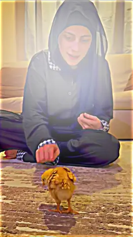 البنت والصوص 😁😁#ام_سيف #جيفارا_العلي #نانو 