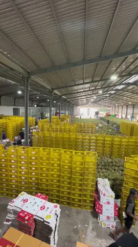 ngày nào cũng trên 100 tấn🥲 #xuhuong #63tiengiang #sauriengmientay #vanphatthanh #xuhuongtiktok 