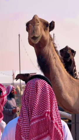 سننابي kn_14 .. #الصفر #الابل #اكسبلور #viral 