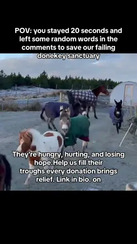 #DonkeyLove #SponsorADonkey #DonkeySanctuary #DonkeyRescue #AnimalRescue     