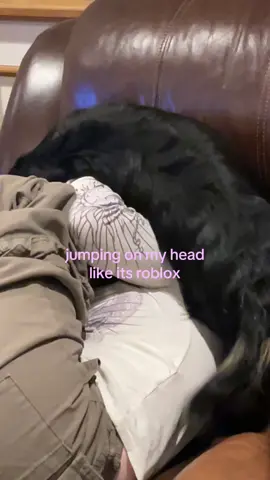 get a dachshund they said it’ll be fun they said #dog #dachshund #fypppp #lifeisroblox 