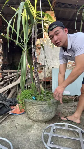 Mua ngay 1 chiếc về duy chuyển chậu cây quá hợp lý ạ 