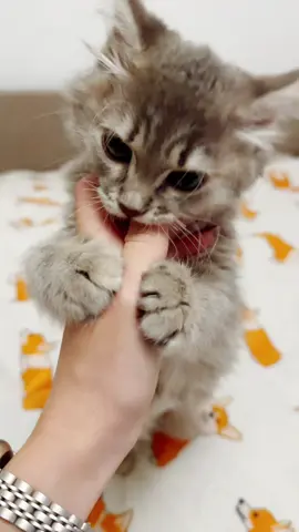 #котик #кошеня #cat #kitty #kittycat 