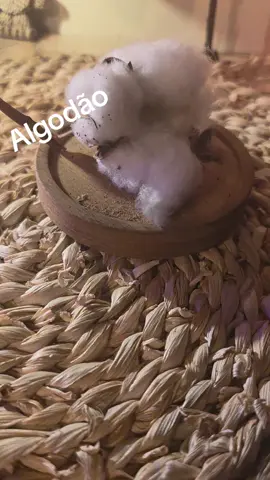 Algodão  (Gossypium barbadense) Quais os seus benefícios na espiritualidade 