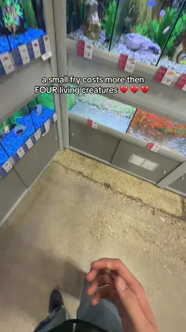 can’t believe this at all 💔 1 small fry or 5 living breathing concious animals … #petstore #fish #mcdonalds #foryoupage #fyp 