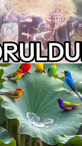 #fy #🕋📿🕌regay_islam🌼🦋🤲اسلامی #keşfet #dua #fypviraltiktok🖤シ゚☆ @İlyas Eren 