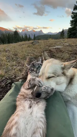 Can’t believe this happened twice 💕 #dog #cat #husky #rescues 