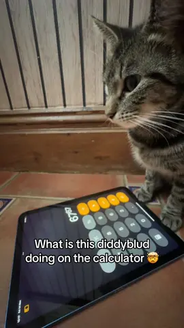 What is this diddyblud 🤯 #pets #cat #viral 