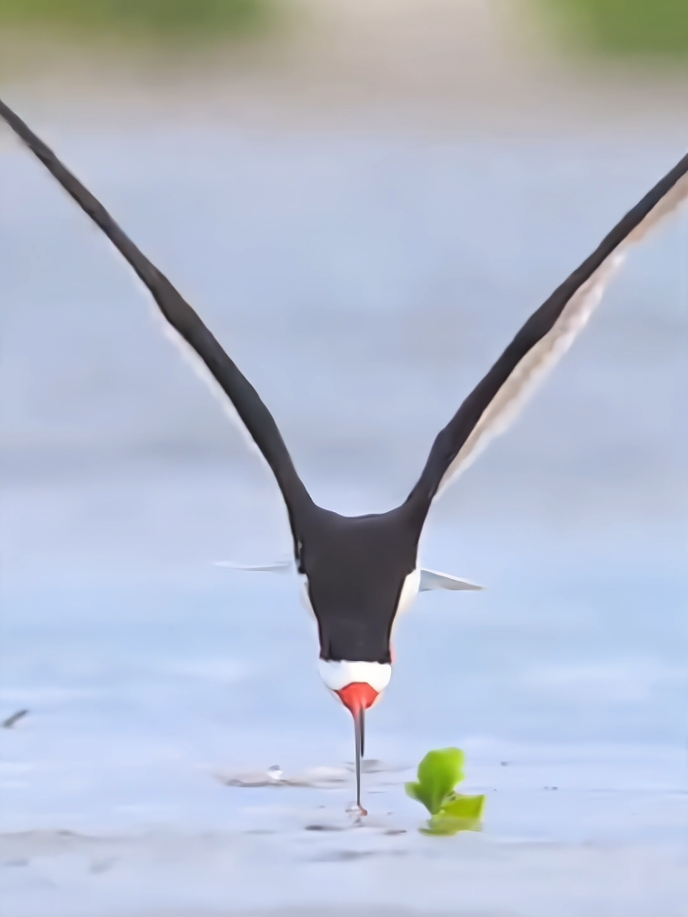 #birds #bird #animal #animals #cuteanimal 