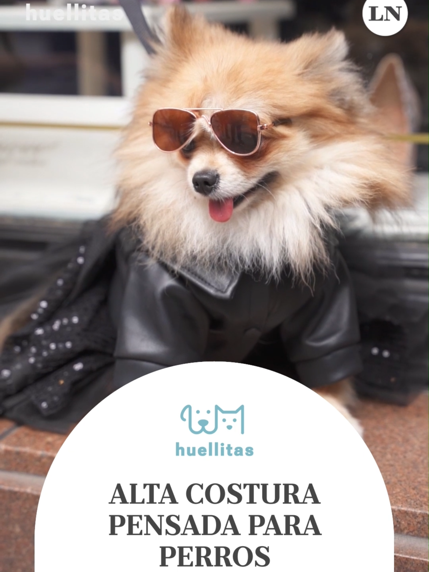Alta costura para mascotas ¿Sabías que también podes vestir a tu mascota para casamientos y momentos únicos? Sonia y Fernando crearon VestimentCAN casi sin querer: publicaron un vestidito y empezaron a llegar pedidos de todo tipo. Hoy hacen ropa casual, disfraces y alta costura para mascotas, incluyendo smokings a medida con la misma tela del traje del novio. También confeccionan accesorios para que los perritos lleven los anillos. Su misión es incluir a todos: rescates, viejitos, mestizos o animales con prótesis al mundo del modelaje perruno. #Huellitas9 por LA NACION #Historiasqueinspiran @proplanar @hushpuppiesar @k9_dogtrainers @natural_life_pet