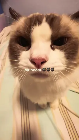 Different cats meow #catsoftiktok #cat #fyp #catlover 