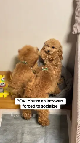 #maltipoo #puppies #dogs #dogtok #foryoupage❤️❤️ 