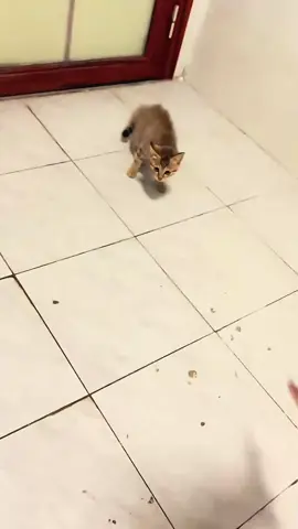 #cat #catsoftiktok #funnycats #catlover 