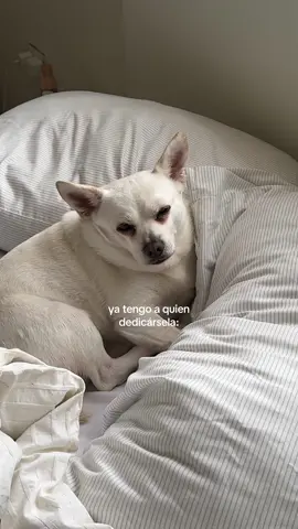 vaquetón de mi corazón 