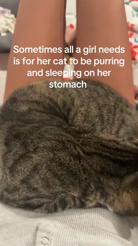 Animals are a godsend  #fyp #cat #animals 