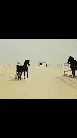 #ارشيف #خيل #السعوديه #ادهم #مالي_خلق_احط_هاشتاقات 