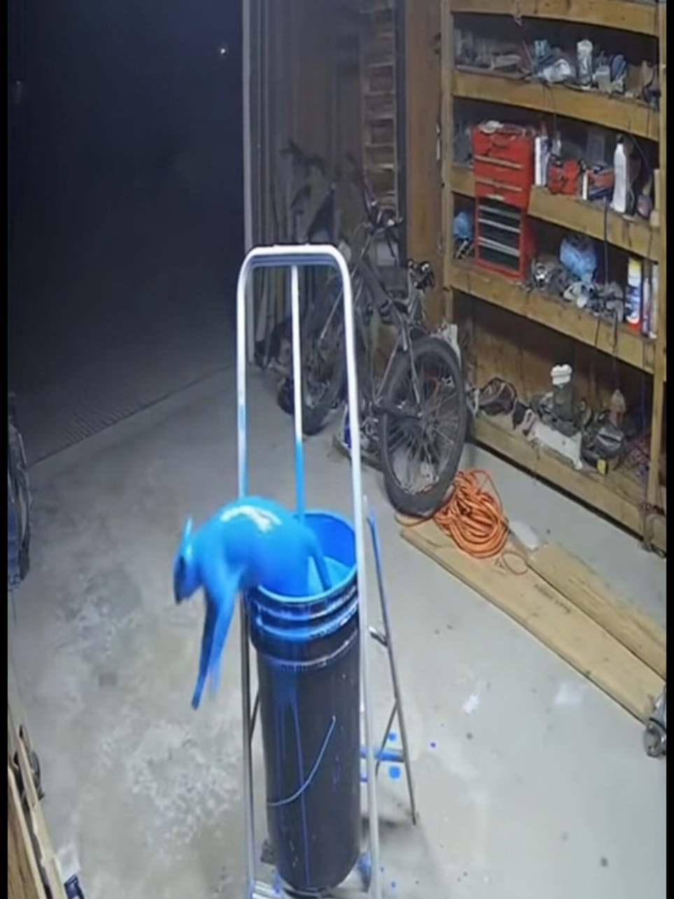 ✨ Gato 🐱 cae en cubo de pintura azul 💙 #gato #pintura #azul #parati #viral 