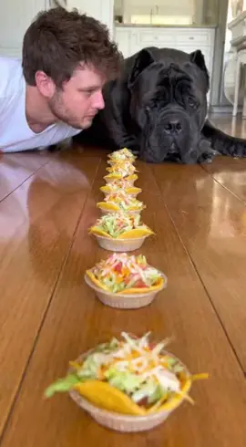 Ready..Set..Go😭 #dogsoftiktok #dograce #funnydog#canecorso #dogchallenge 