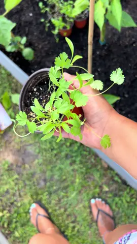 Guess what’s going in the ground today?! 💃🏽💚 Is she parsley, cilantro or celery?! Comment below if you know ☺️ #floridagardening #learnasyougrow #grownfromseed #homesteading