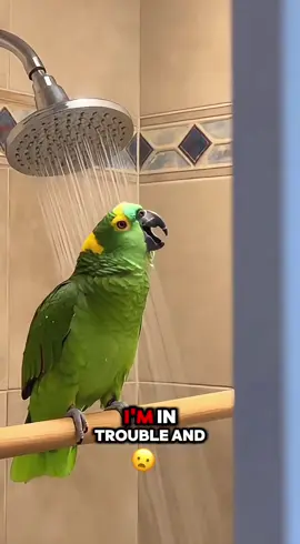 Cuando tu loro canta ópera en la ducha pero luego te quiere cobrar por verlo 😂🦜🚿 #ParaTi #HumorMexicano #LoroMexicano #OperaEnLaDucha #ShowPrivado    