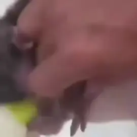 Hungry Guy. #monpaimonpai #funnymonkey #hungrymonkey #anotheronebitesthedust #tantrum 