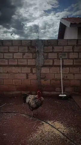Quero ver que dia ele vai me dar paz 🐓 #wandinha #wednesday #merlina 
