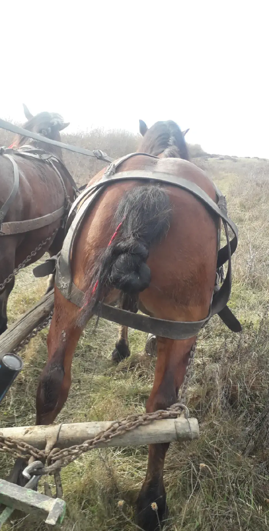 #voicu❤❤🐎 #betyar💪❤️ #caimeidesuflet💕💞🐴🐎 #cai #horse 