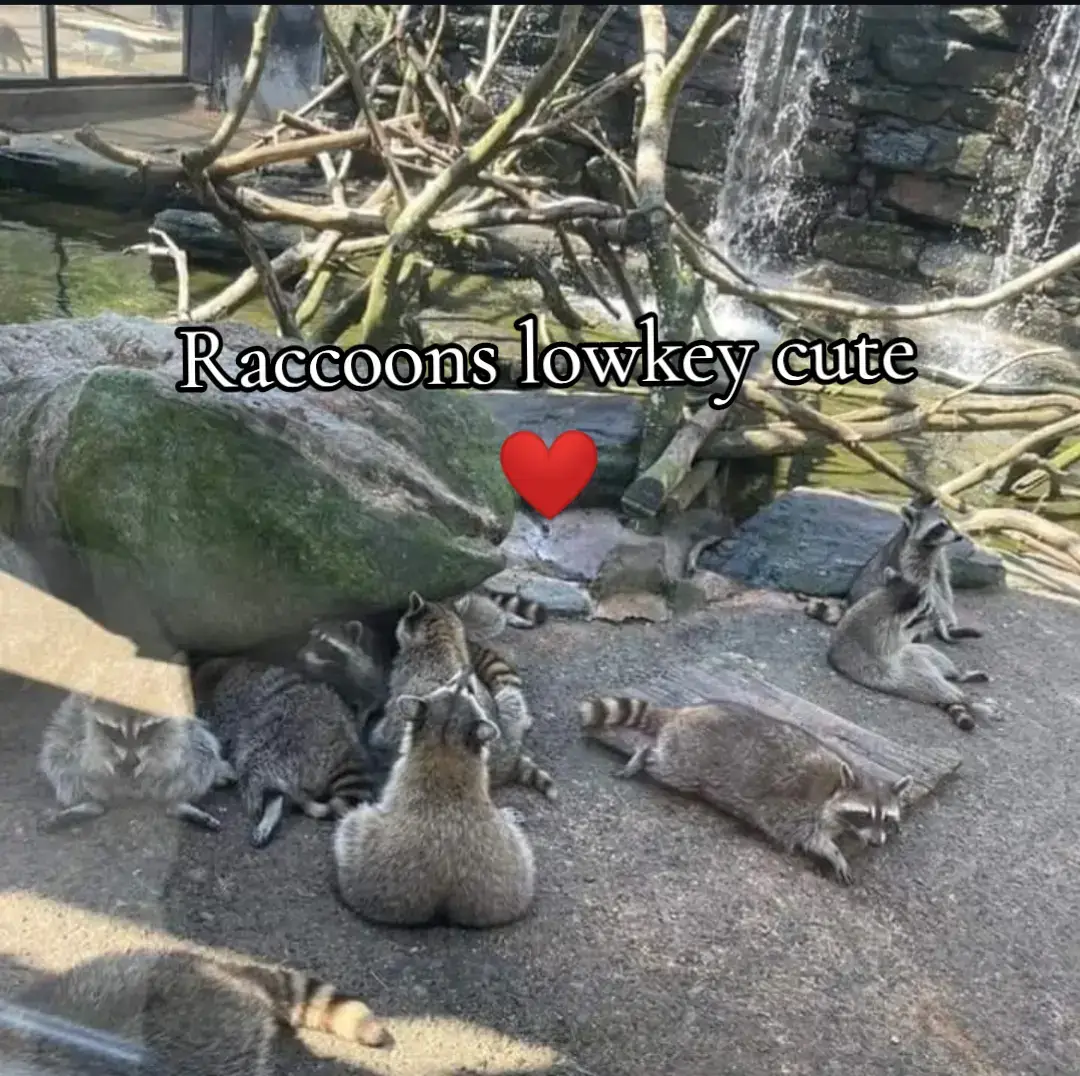 #foryou #xyzbca #funny #basketballtiktok #viral 