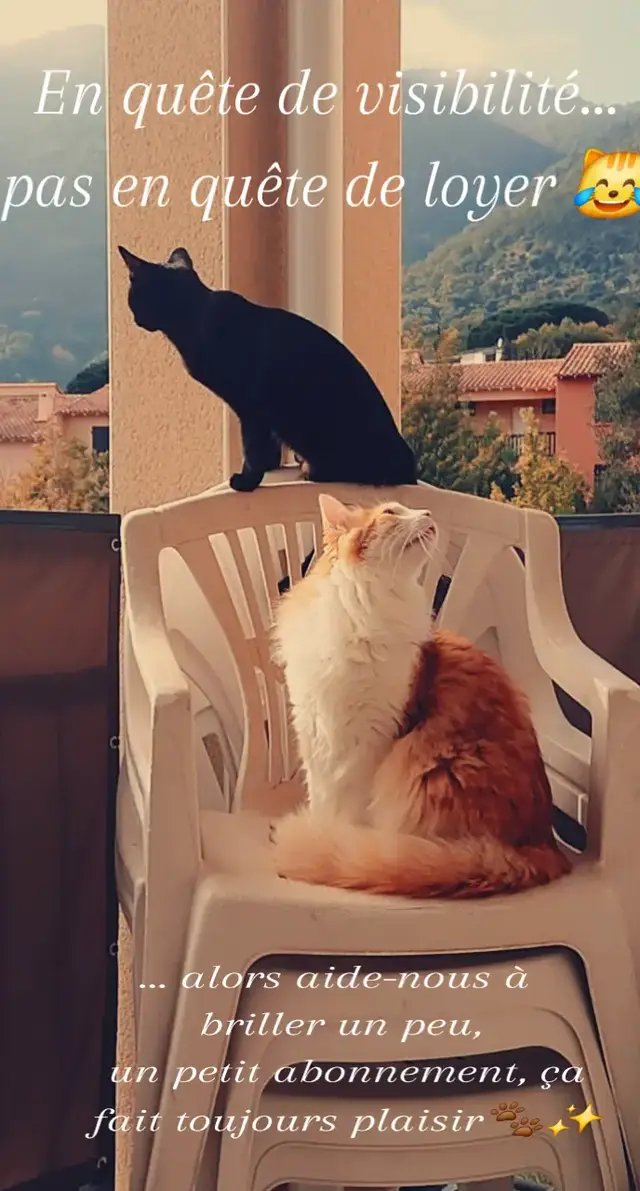 🙏 Même les petites étoiles ont besoin d’un regard pour s’allumer ✨🐾 👋 Un petit abo pour agrandir la team, ou juste un coucou pour nous faire ronronner 😹💛 #visibilite #chat #blackcat #orangecat #animals 