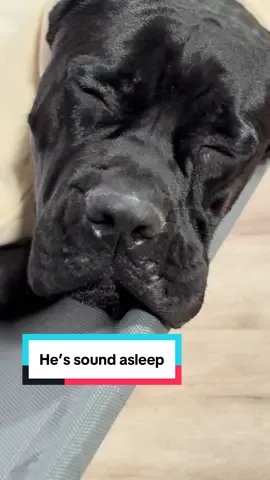 Bane ASMR … he loves his new resting place ☺️  #tiktokshopblackfriday #tiktokshopcreatorpicks #Dogtok #bigdogs #Banethedog 