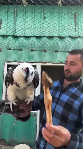 Seriously one of the wildest survival strategies in the animal kingdom. 🤯 The Bearded Vulture (or Lammergeier) doesn't just eat bone—it drops large bones from great heights to shatter them into digestible pieces. It's basically a natural-born demolition expert! Which other animal has a diet this weird? 👇 DM for credit/removal #BeardedVulture #AnimalFacts #NatureIsMetal #ScienceTok #VVHDaily