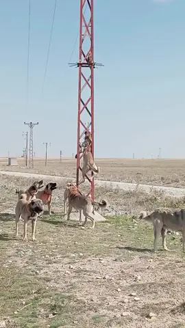 neyi peşlediklerini bilen var mı 