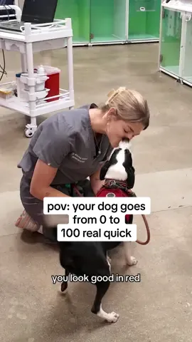 Replying to @bernie_mcfly thatcher’s brother, stuart, shares his zest for life and wants to show you all for inspo #vetmed #veterinarian #vettech 