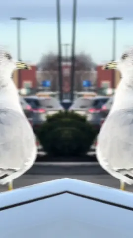 #الطيور_المهاجرة #الطيران🚀🎱_نحوا🔥_الكرة⛔🥁🥁_الارضية💊🚬 