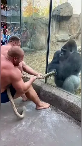 Gorilla vs 2 Russian Bodybuilders Tug of War _ You Won_t Believe the Power_ 🦍🔥 #petlovers #animal #dogshorts #usa🇺🇸 #trending 
