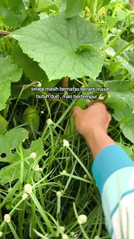 timun ra di rukun kok yo iso awoh gedi2 😂😂 jangan salfok tanganku ncen berotot 🤣🤣 #petanimuda #petaniindonesia🇮🇩🇮🇩🇮🇩🌿🌿 