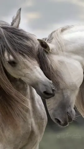 #CapCut #لايك__explore___ #متابعة 