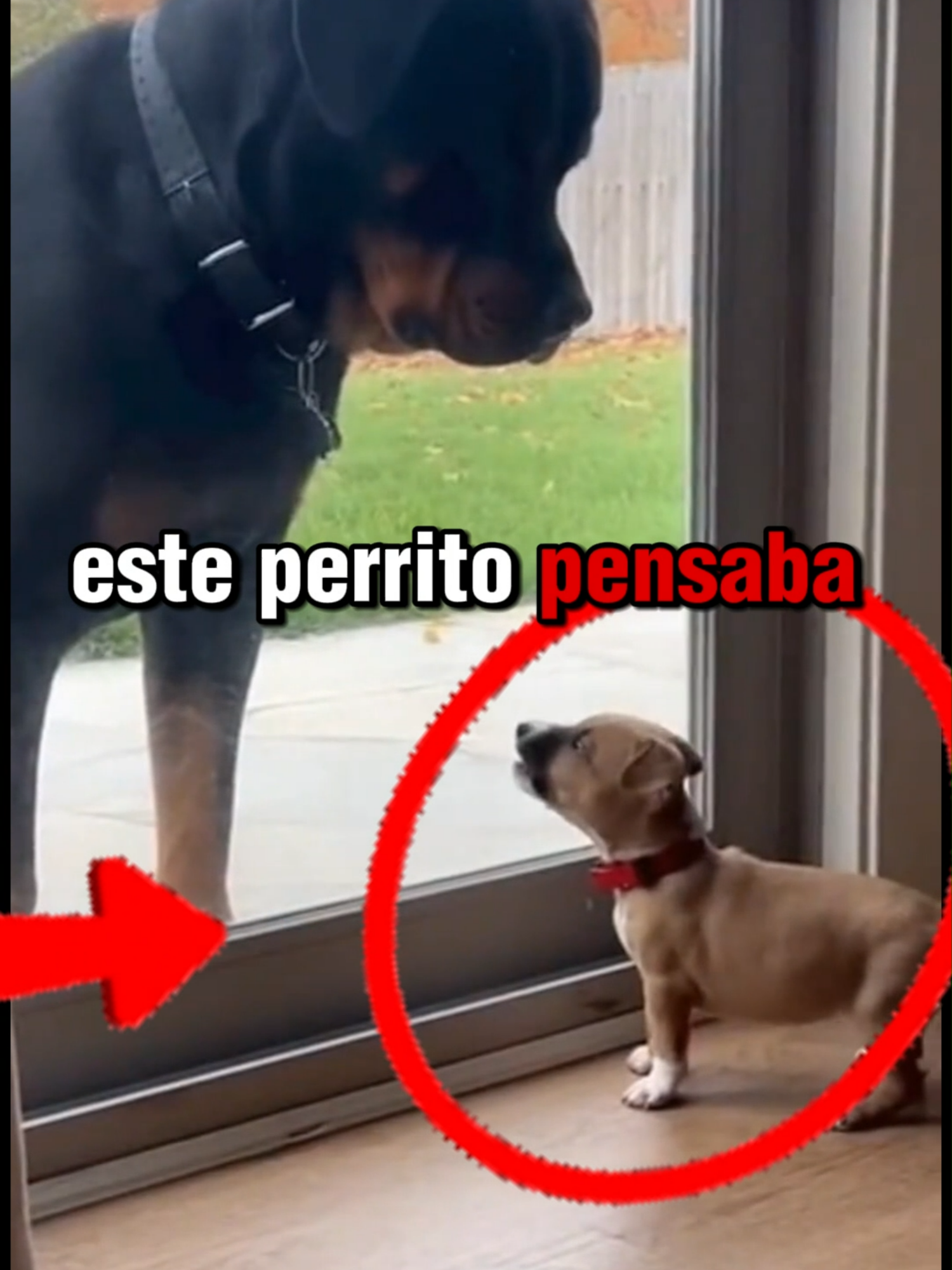 El Valiente Duró Poco 😂🐶 #funny #fyp #news #funnymoments #dog #perros #fail