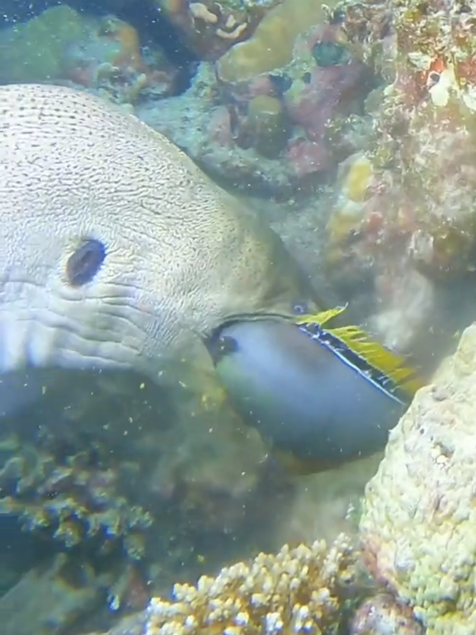 #creatorsearchinsights #underwater #millionviews #morayeel #mood 