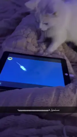 #cat #explore #اكسبلور #اكسبلورexplore مجنونه😭