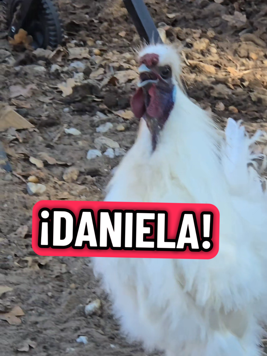 Respuesta a @carmen.arguelles68 ¿¿SNOWBALL IT'S CALLING 📞 DANIELA😎? ¿DÓNDE ESTÁS 🤭 DANIELA? #daniela #lachicapoderosa💞 #rooster #chicken #fyp 
