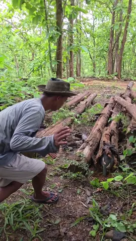 Pintade #visibilité #tik_tok 