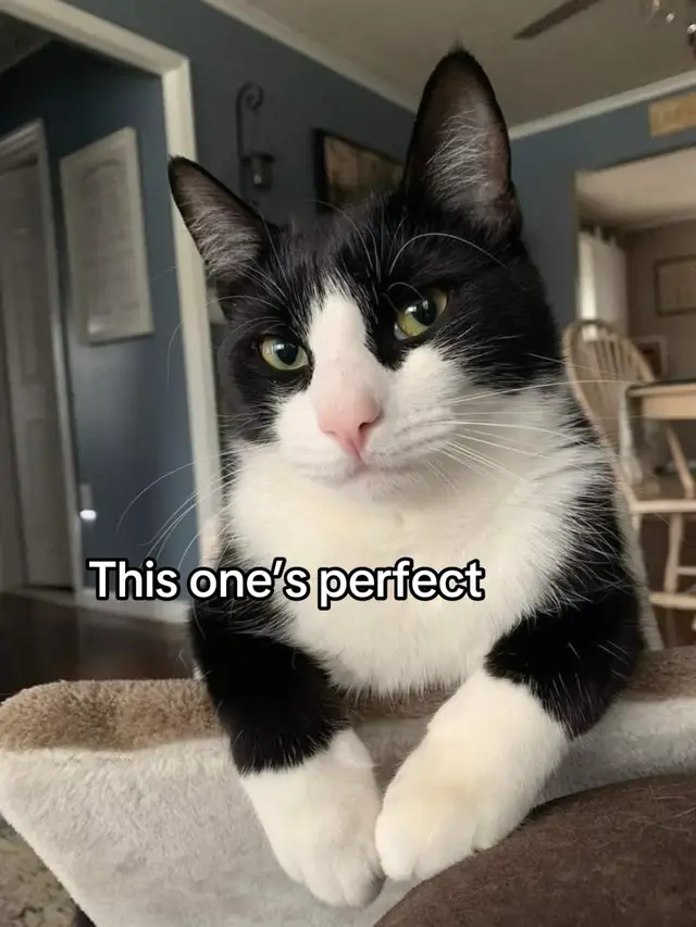 Sometimes I fear she’s a Skinwalker 