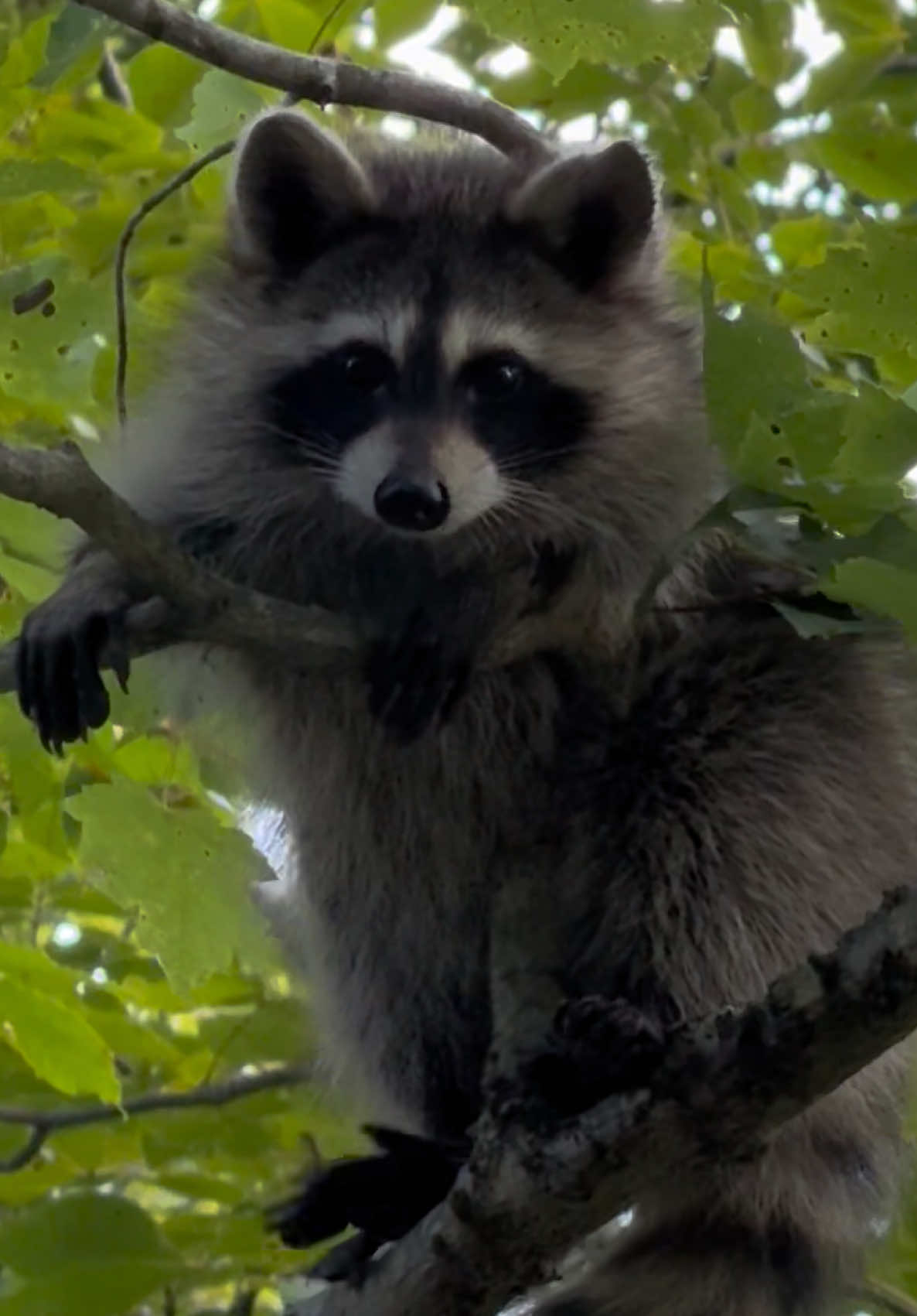 Ever since I gave them food straight from the feeder the other day, these two have decided the feeder is now their full-time job. They just hover around it like it’s the world’s tiniest vending machine. Today they were back out in the daylight again — Notch up in the tree, BRandy parked on the corner of the deck like she was waiting for her order. I put out a little pile for each of them and slipped back inside so they could eat in peace. We may need to rethink our feeding routine, because they definitely think they reinvented DoorDash. #raccoons #raccoontok #fyp #kindness #dantheraccoon 