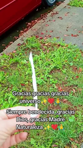 Yo soy amor ❤️ gracias gracias gracias ✨🙏❤️#espirirualidad #despertarespiritual 