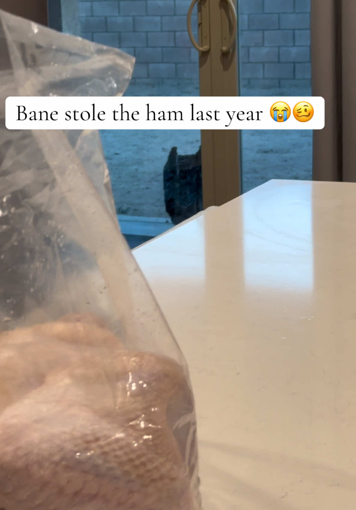 He’s staying outside while we prep this year 😭 💀  #raisingbane #bigdogs #thanksgiving #doglife #turkey 