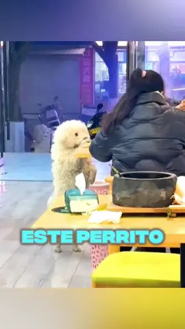 este perrito sabe pedir con educación🐕❤️ #shorts 