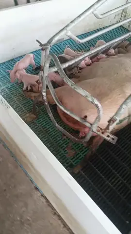 Cosas del trabajo #gatostiktok 